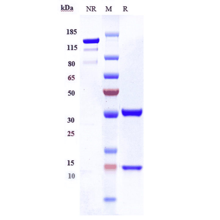 SDS-PAGE - Anti-IL-8 Antibody [ABX-IL8] - Low endotoxin, Azide free (A324104) - Antibodies.com