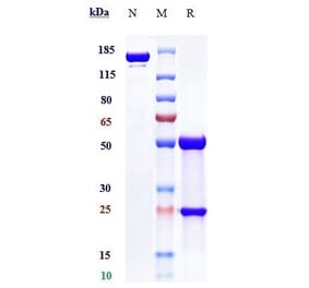 SDS-PAGE - Anti-ILT-3 Antibody [Research Grade Biosimilar] - Low endotoxin, Azide free (A324105) - Antibodies.com