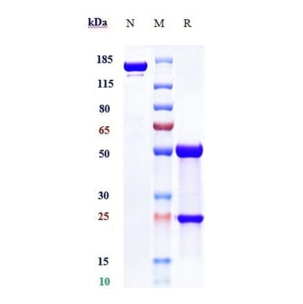 SDS-PAGE - Anti-ILT-3 Antibody [Research Grade Biosimilar] - Low endotoxin, Azide free (A324105) - Antibodies.com