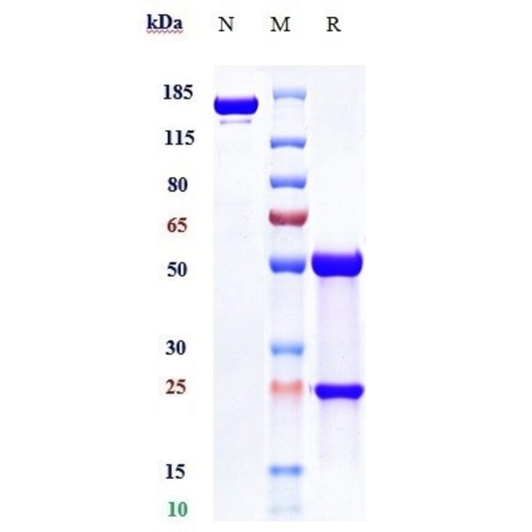 SDS-PAGE - Anti-ILT-3 Antibody [Research Grade Biosimilar] - Low endotoxin, Azide free (A324105) - Antibodies.com