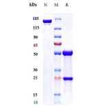SDS-PAGE - Anti-ILT-3 Antibody [Research Grade Biosimilar] - Low endotoxin, Azide free (A324105) - Antibodies.com