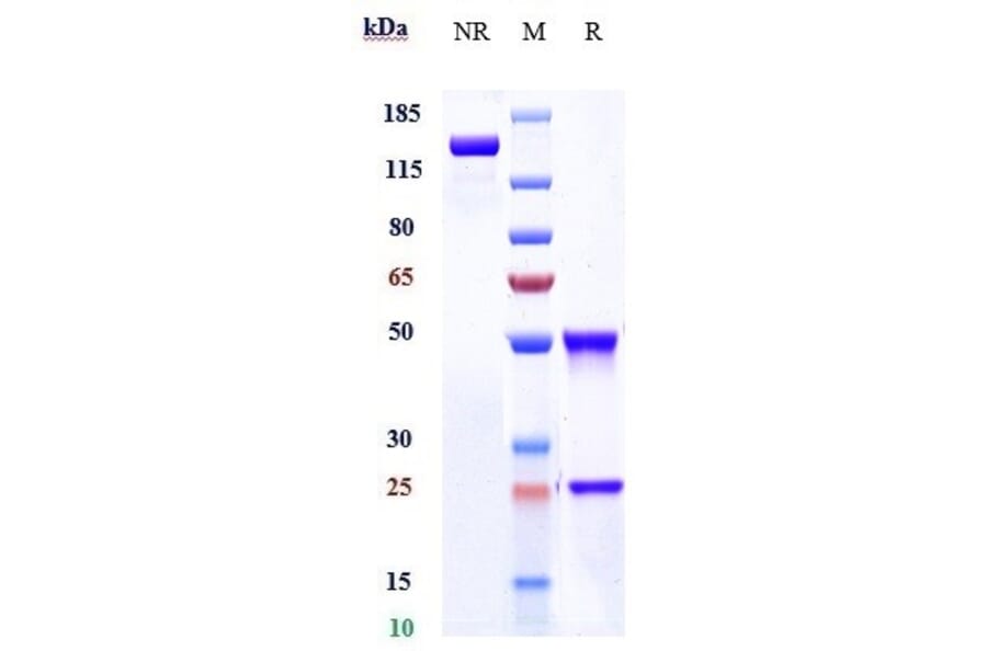 SDS-PAGE - Anti-ILT-3 Antibody [Research Grade Biosimilar] - Low endotoxin, Azide free (A324106) - Antibodies.com