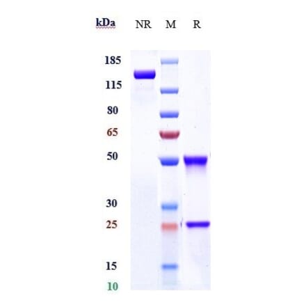 SDS-PAGE - Anti-ILT-3 Antibody [Research Grade Biosimilar] - Low endotoxin, Azide free (A324106) - Antibodies.com
