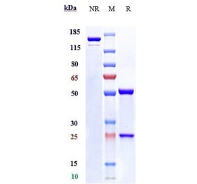 SDS-PAGE - Anti-ILT-4 Antibody [JTX-8064] - Low endotoxin, Azide free (A324107) - Antibodies.com