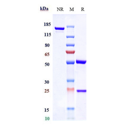 SDS-PAGE - Anti-Inhibin beta B Antibody [Research Grade Biosimilar] - Low endotoxin, Azide free (A324108) - Antibodies.com