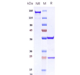 SDS-PAGE - Anti-Integrin alpha V + beta 6 Antibody [STX-100] - Low endotoxin, Azide free (A324110) - Antibodies.com