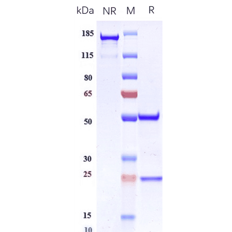 SDS-PAGE - Anti-Integrin alpha V + beta 6 Antibody [STX-100] - Low endotoxin, Azide free (A324110) - Antibodies.com