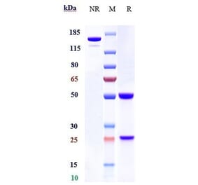 SDS-PAGE - Anti-Integrin beta 7 Antibody [Research Grade Biosimilar] - Low endotoxin, Azide free (A324112) - Antibodies.com