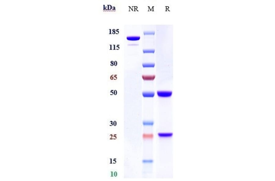 SDS-PAGE - Anti-Integrin beta 7 Antibody [Research Grade Biosimilar] - Low endotoxin, Azide free (A324112) - Antibodies.com
