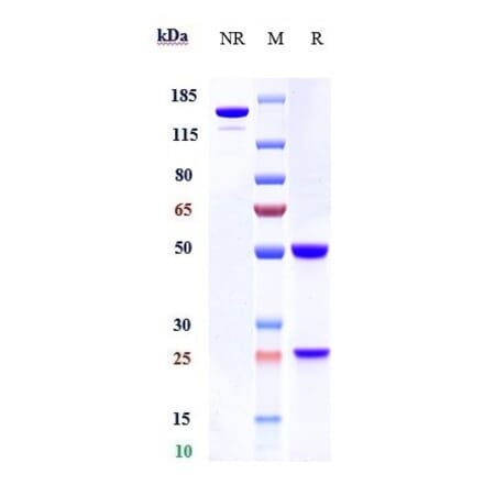 SDS-PAGE - Anti-Integrin beta 7 Antibody [Research Grade Biosimilar] - Low endotoxin, Azide free (A324112) - Antibodies.com