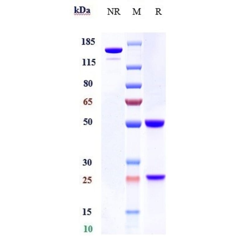 SDS-PAGE - Anti-Integrin beta 7 Antibody [Research Grade Biosimilar] - Low endotoxin, Azide free (A324112) - Antibodies.com
