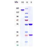 SDS-PAGE - Anti-Integrin beta 7 Antibody [Research Grade Biosimilar] - Low endotoxin, Azide free (A324112) - Antibodies.com