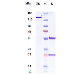 SDS-PAGE - Anti-Interferon alpha 1 Antibody [Research Grade Biosimilar] - Low endotoxin, Azide free (A324113) - Antibodies.com