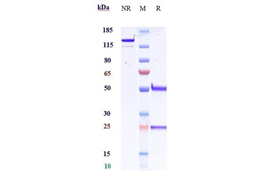SDS-PAGE - Anti-Interferon alpha 1 Antibody [Research Grade Biosimilar] - Low endotoxin, Azide free (A324113) - Antibodies.com