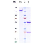 SDS-PAGE - Anti-Interferon alpha 1 Antibody [Research Grade Biosimilar] - Low endotoxin, Azide free (A324113) - Antibodies.com