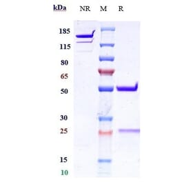 SDS-PAGE - Anti-Interferon alpha 1 Antibody [Research Grade Biosimilar] - Low endotoxin, Azide free (A324114) - Antibodies.com