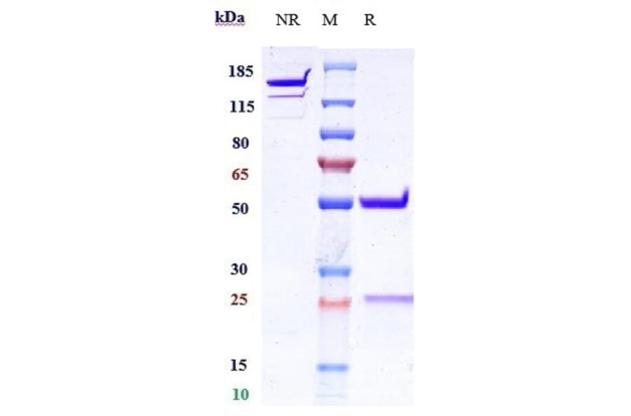 SDS-PAGE - Anti-Interferon alpha 1 Antibody [Research Grade Biosimilar] - Low endotoxin, Azide free (A324114) - Antibodies.com