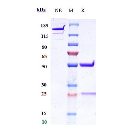 SDS-PAGE - Anti-Interferon alpha 1 Antibody [Research Grade Biosimilar] - Low endotoxin, Azide free (A324114) - Antibodies.com
