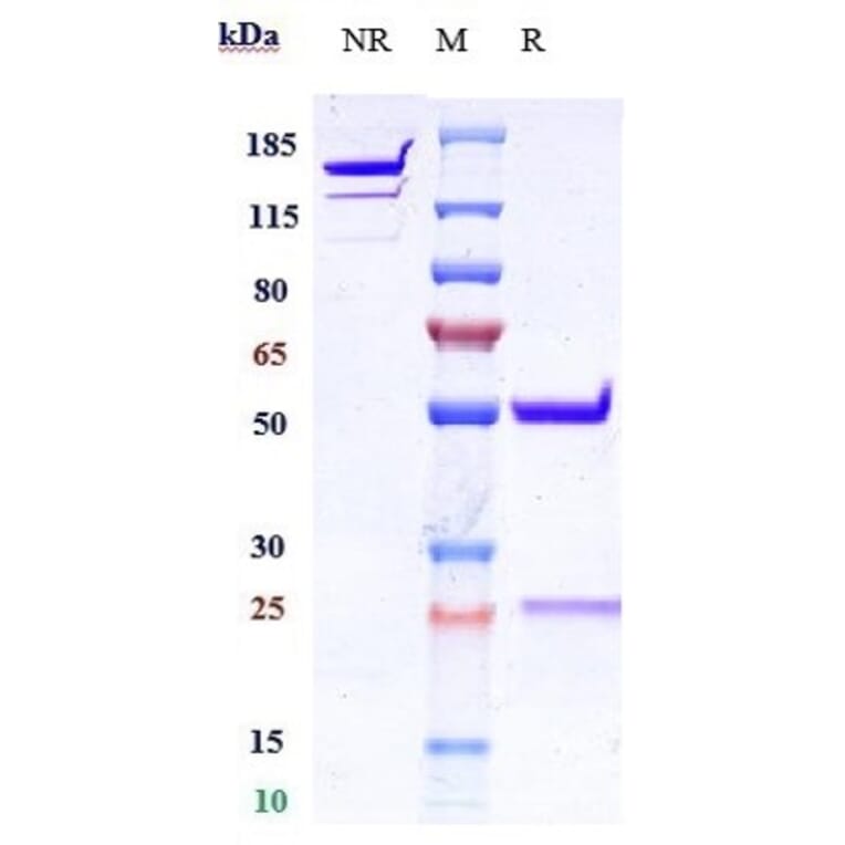 SDS-PAGE - Anti-Interferon alpha 1 Antibody [Research Grade Biosimilar] - Low endotoxin, Azide free (A324114) - Antibodies.com