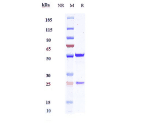 SDS-PAGE - Anti-Interferon gamma Antibody [AMG 811] - Low endotoxin, Azide free (A324115) - Antibodies.com