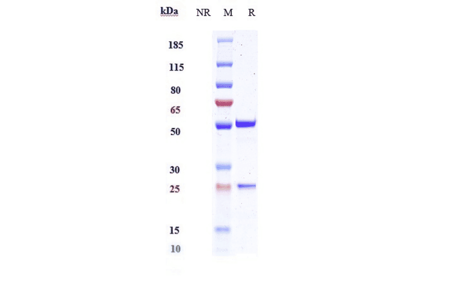 SDS-PAGE - Anti-Interferon gamma Antibody [AMG 811] - Low endotoxin, Azide free (A324115) - Antibodies.com