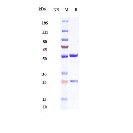 SDS-PAGE - Anti-Interferon gamma Antibody [AMG 811] - Low endotoxin, Azide free (A324115) - Antibodies.com