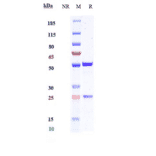 SDS-PAGE - Anti-Interferon gamma Antibody [AMG 811] - Low endotoxin, Azide free (A324115) - Antibodies.com