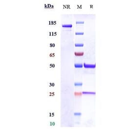 SDS-PAGE - Anti-ITGA11 Antibody [Research Grade Biosimilar] - Low endotoxin, Azide free (A324117) - Antibodies.com