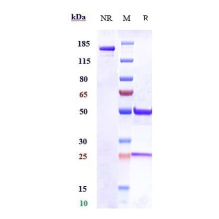 SDS-PAGE - Anti-ITGA11 Antibody [Research Grade Biosimilar] - Low endotoxin, Azide free (A324117) - Antibodies.com