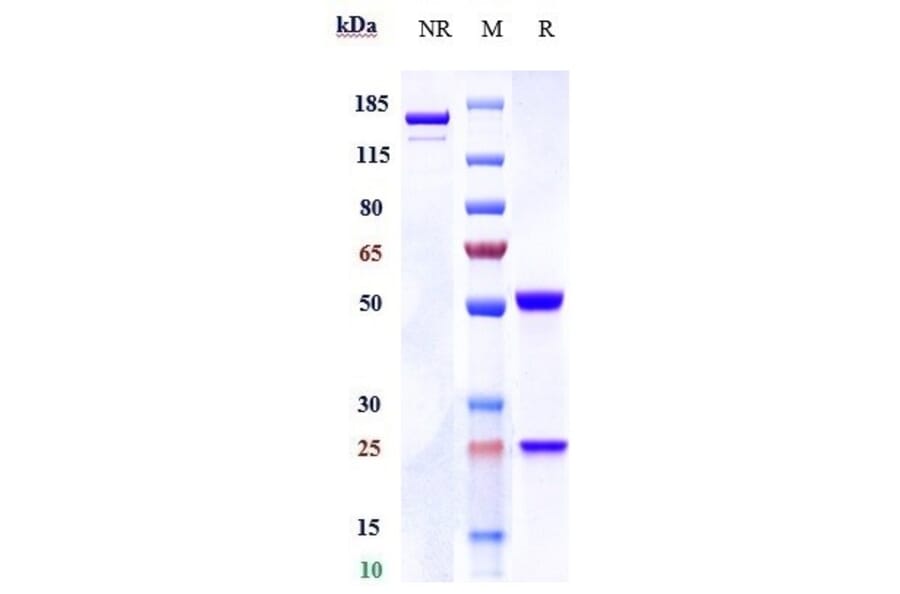 SDS-PAGE - Anti-K Cadherin/CDH6 Antibody [DS-6000a] - Low endotoxin, Azide free (A324118) - Antibodies.com