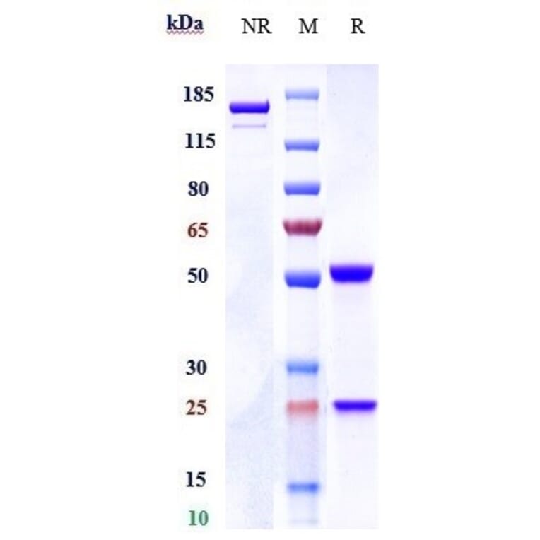 SDS-PAGE - Anti-K Cadherin/CDH6 Antibody [DS-6000a] - Low endotoxin, Azide free (A324118) - Antibodies.com