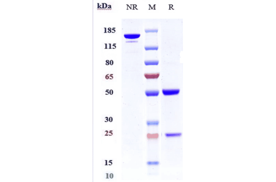 SDS-PAGE - Anti-K Cadherin/CDH6 Antibody [HKT288] - Low endotoxin, Azide free (A324119) - Antibodies.com