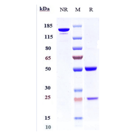 SDS-PAGE - Anti-K Cadherin/CDH6 Antibody [HKT288] - Low endotoxin, Azide free (A324119) - Antibodies.com
