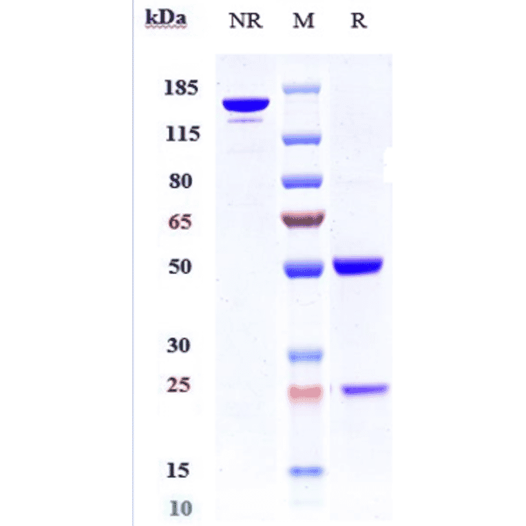 SDS-PAGE - Anti-K Cadherin/CDH6 Antibody [HKT288] - Low endotoxin, Azide free (A324119) - Antibodies.com