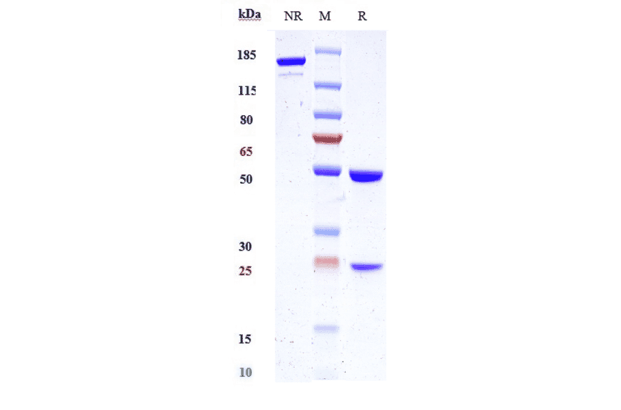 SDS-PAGE - Anti-Kallikrein 2/KLK2 Antibody [JNJ-69086420] - Low endotoxin, Azide free (A324120) - Antibodies.com