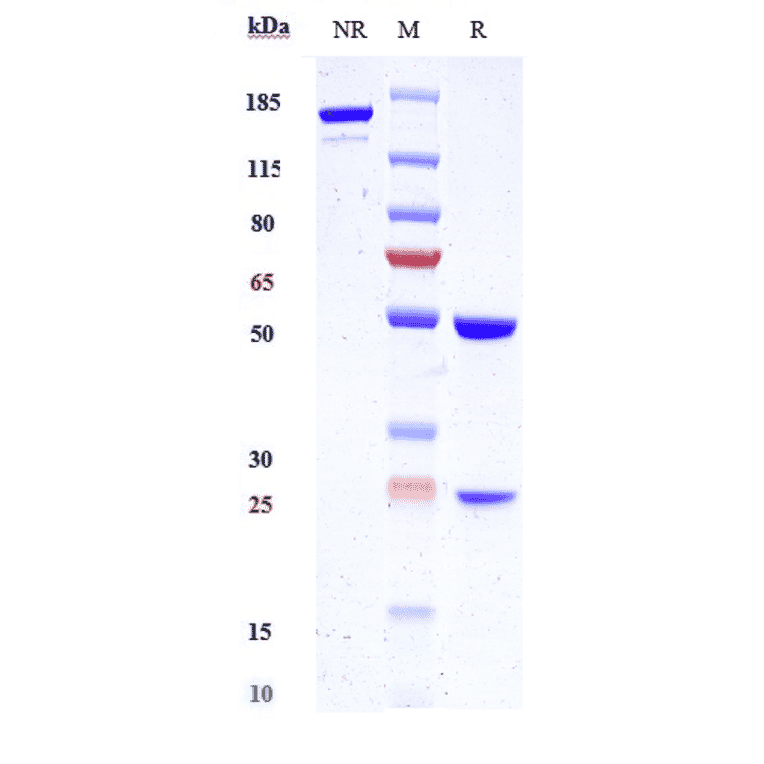 SDS-PAGE - Anti-Kallikrein 2/KLK2 Antibody [JNJ-69086420] - Low endotoxin, Azide free (A324120) - Antibodies.com