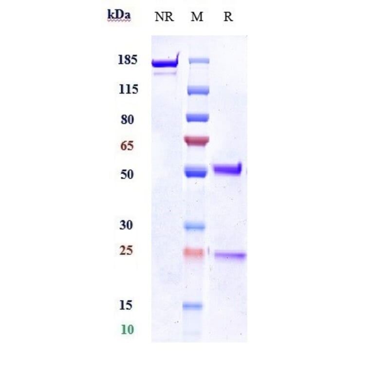 SDS-PAGE - Anti-Kallikrein 5 Antibody [Research Grade Biosimilar] - Low endotoxin, Azide free (A324121) - Antibodies.com