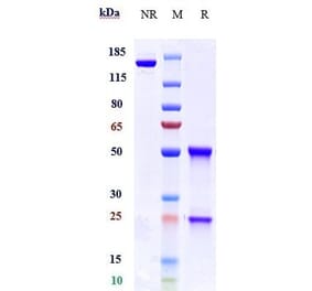 SDS-PAGE - Anti-KIR2DL1 Antibody [Research Grade Biosimilar] - Low endotoxin, Azide free (A324122) - Antibodies.com
