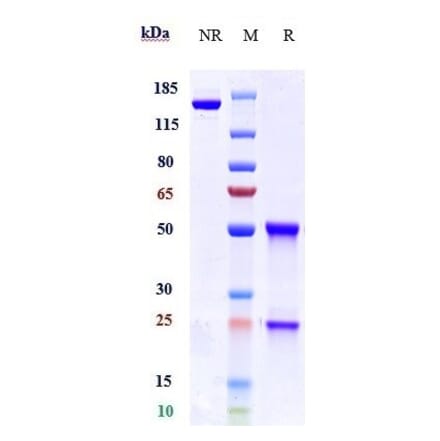 SDS-PAGE - Anti-KIR2DL1 Antibody [Research Grade Biosimilar] - Low endotoxin, Azide free (A324122) - Antibodies.com