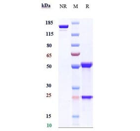 SDS-PAGE - Anti-KLB Antibody [NGM313] - Low endotoxin, Azide free (A324123) - Antibodies.com