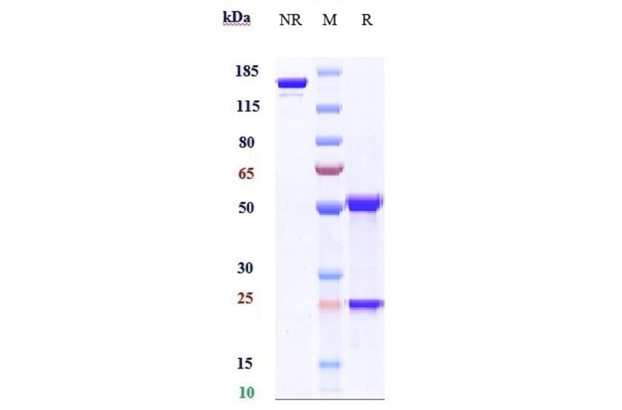 SDS-PAGE - Anti-KLB Antibody [NGM313] - Low endotoxin, Azide free (A324123) - Antibodies.com