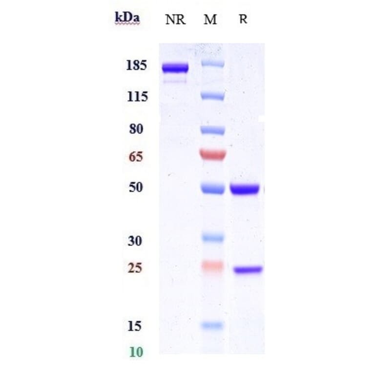 SDS-PAGE - Anti-LAMP1 Antibody [SAR428926] - Low endotoxin, Azide free (A324125) - Antibodies.com