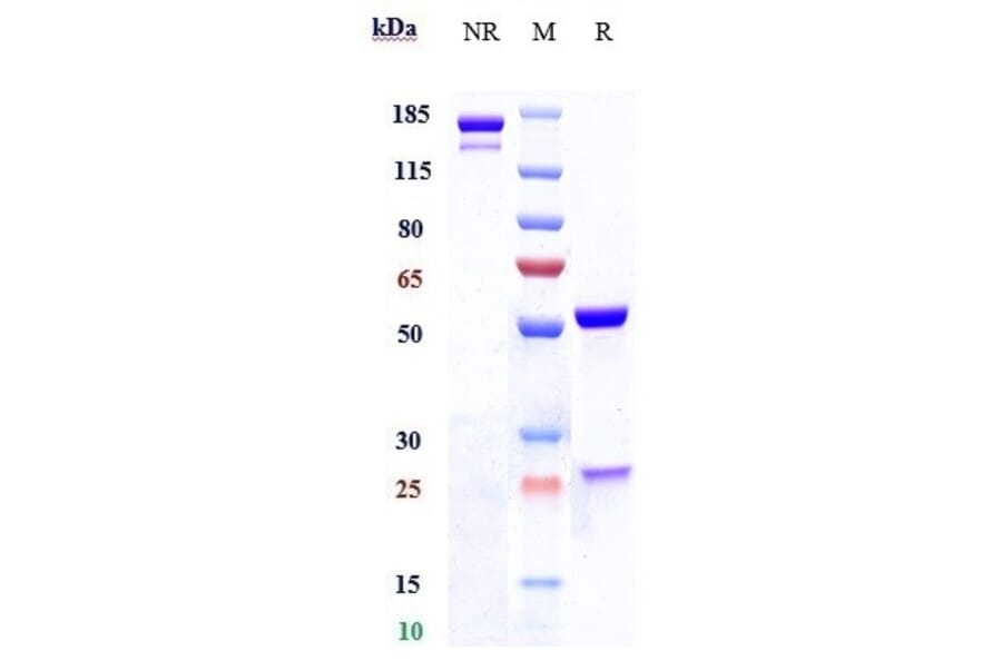SDS-PAGE - Anti-Lewis Y Antibody [MB 311] - Low endotoxin, Azide free (A324126) - Antibodies.com