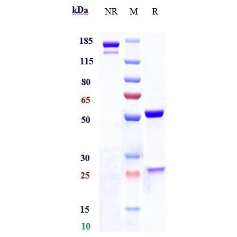 SDS-PAGE - Anti-Lewis Y Antibody [MB 311] - Low endotoxin, Azide free (A324126) - Antibodies.com
