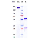 SDS-PAGE - Anti-Lewis Y Antibody [MB 311] - Low endotoxin, Azide free (A324126) - Antibodies.com