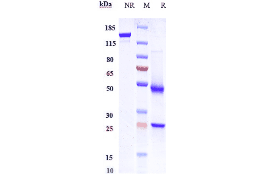 SDS-PAGE - Anti-LGR5 Antibody [BNC101] - Low endotoxin, Azide free (A324127) - Antibodies.com