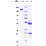 SDS-PAGE - Anti-LGR5 Antibody [BNC101] - Low endotoxin, Azide free (A324127) - Antibodies.com