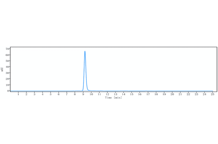 SEC-HPLC - Anti-LGR5 Antibody [BNC101] - Low endotoxin, Azide free (A324127) - Antibodies.com