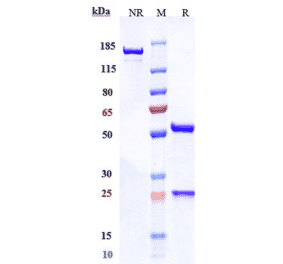 SDS-PAGE - Anti-LI Cadherin Antibody [10C12] - Low endotoxin, Azide free (A324128) - Antibodies.com