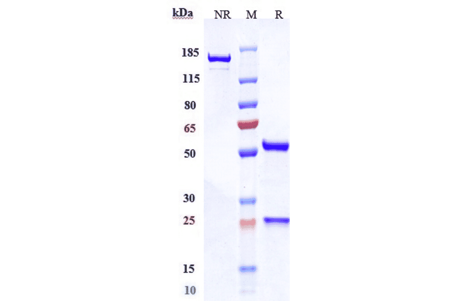 SDS-PAGE - Anti-LI Cadherin Antibody [10C12] - Low endotoxin, Azide free (A324128) - Antibodies.com